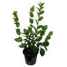 Griselinia Lucida