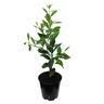 Mandarin Silverhill