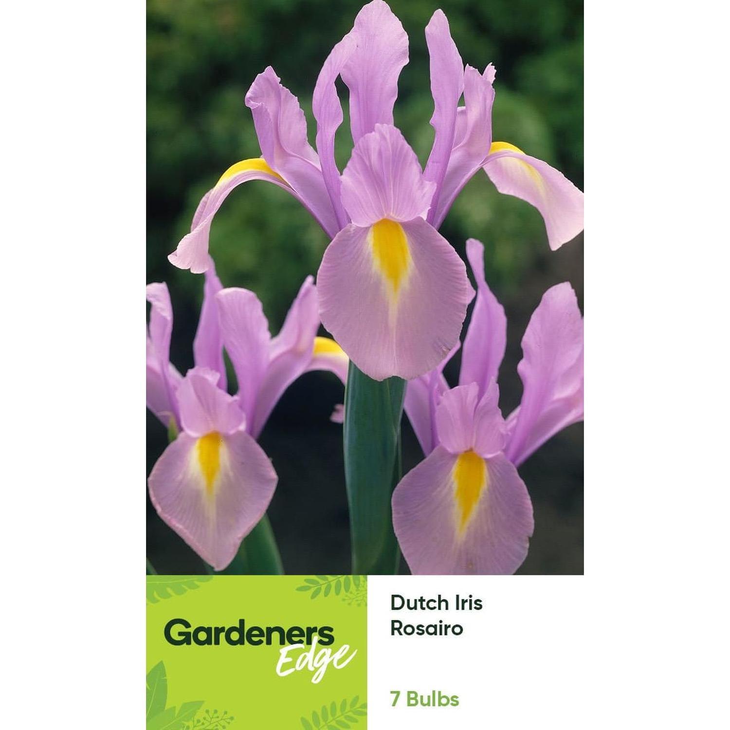 Dutch Iris Rosairo 7 pack