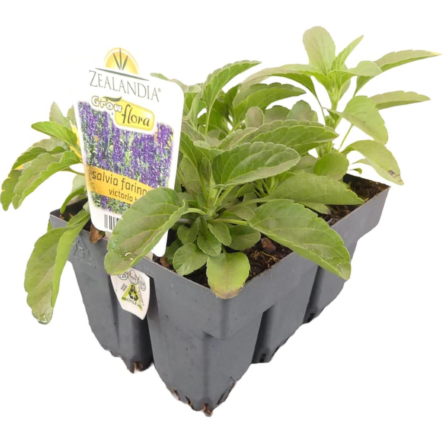 Salvia Farinacea Victoria Blue
