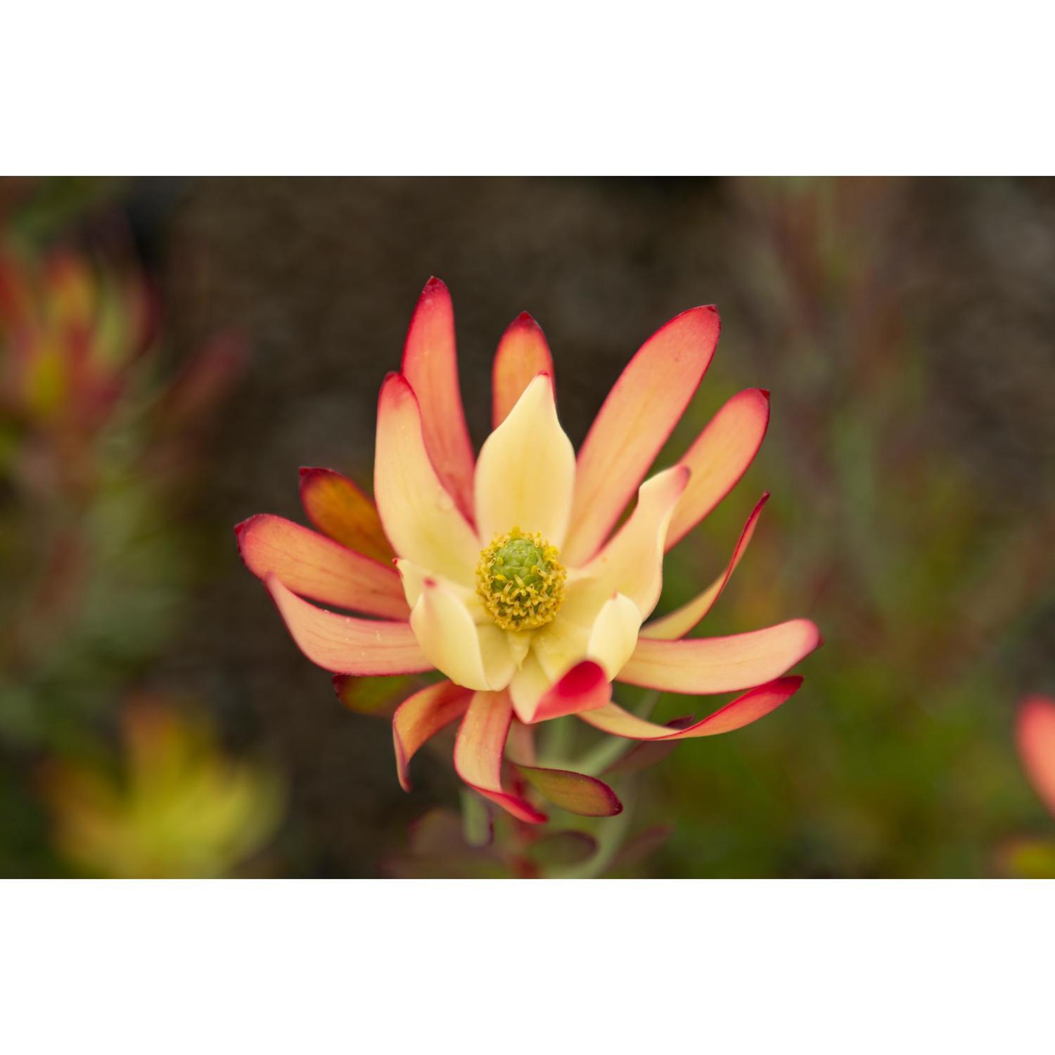 Leucadendron Bridal Bouquet