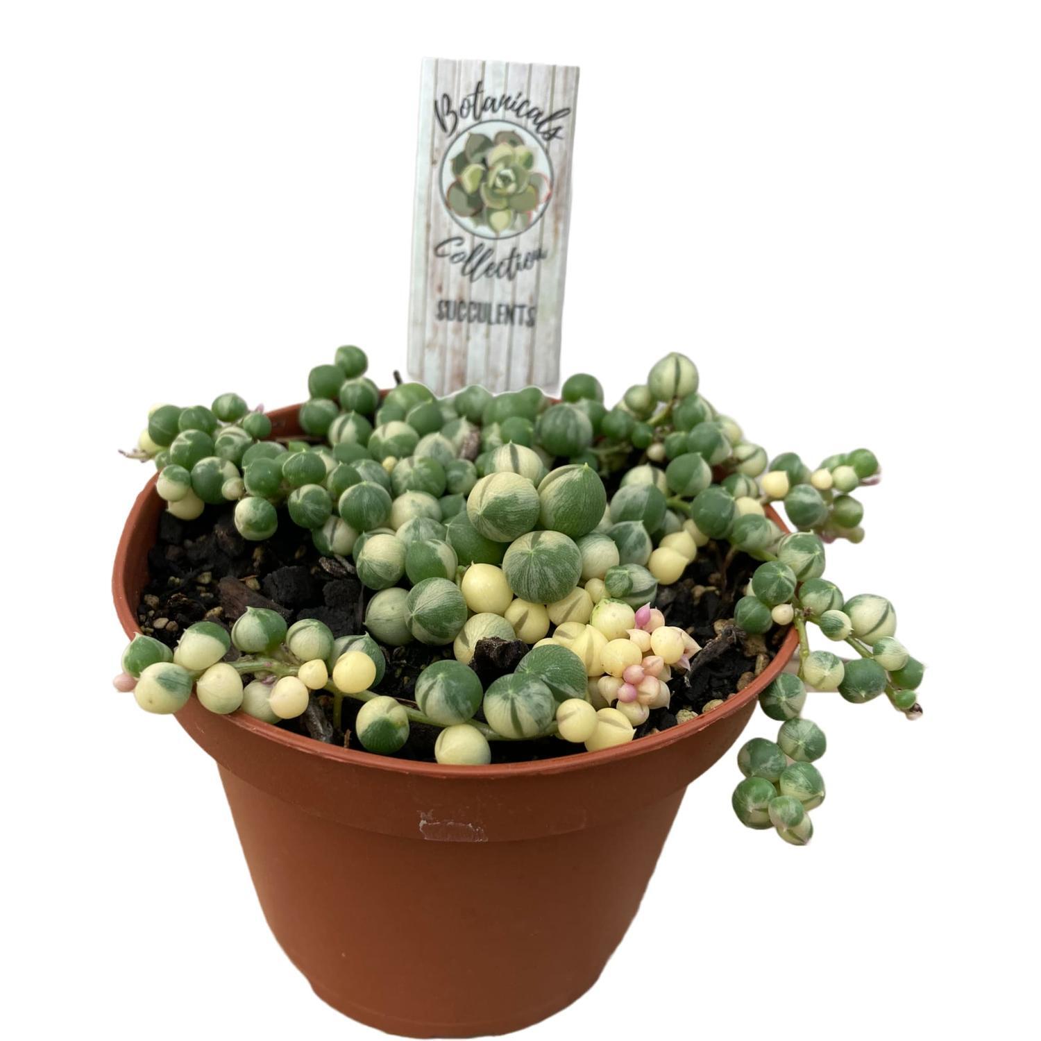 String of Pearls Variegated
