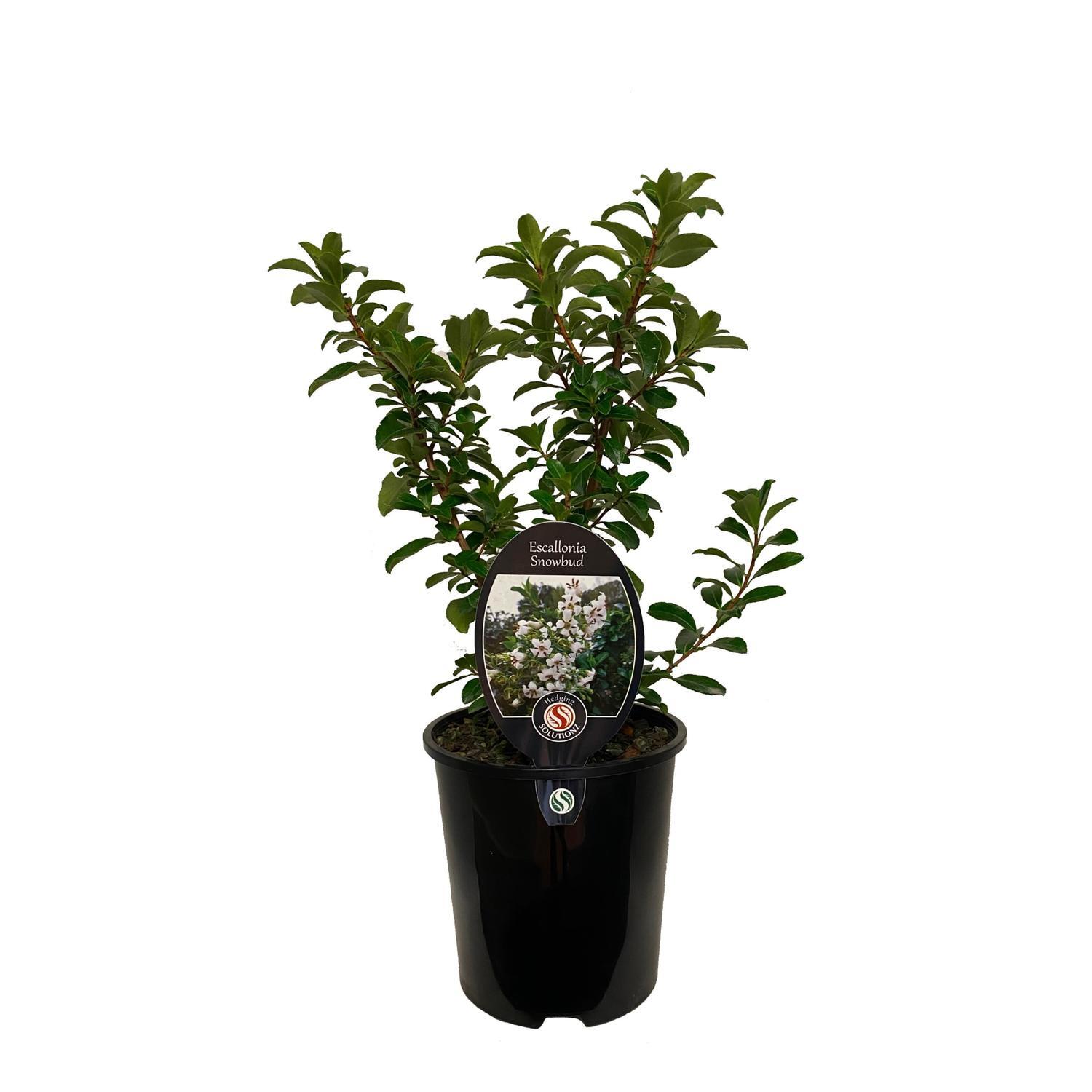 Escallonia Snowbud