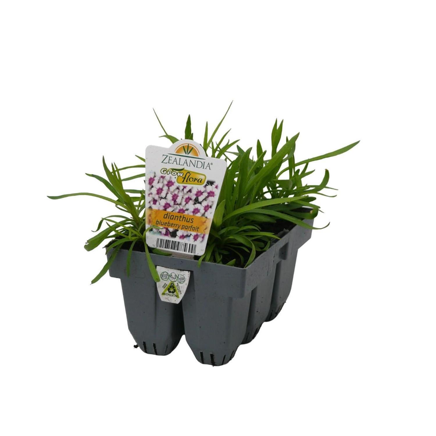 Dianthus