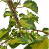 Hoheria Populnea Variegata 4L