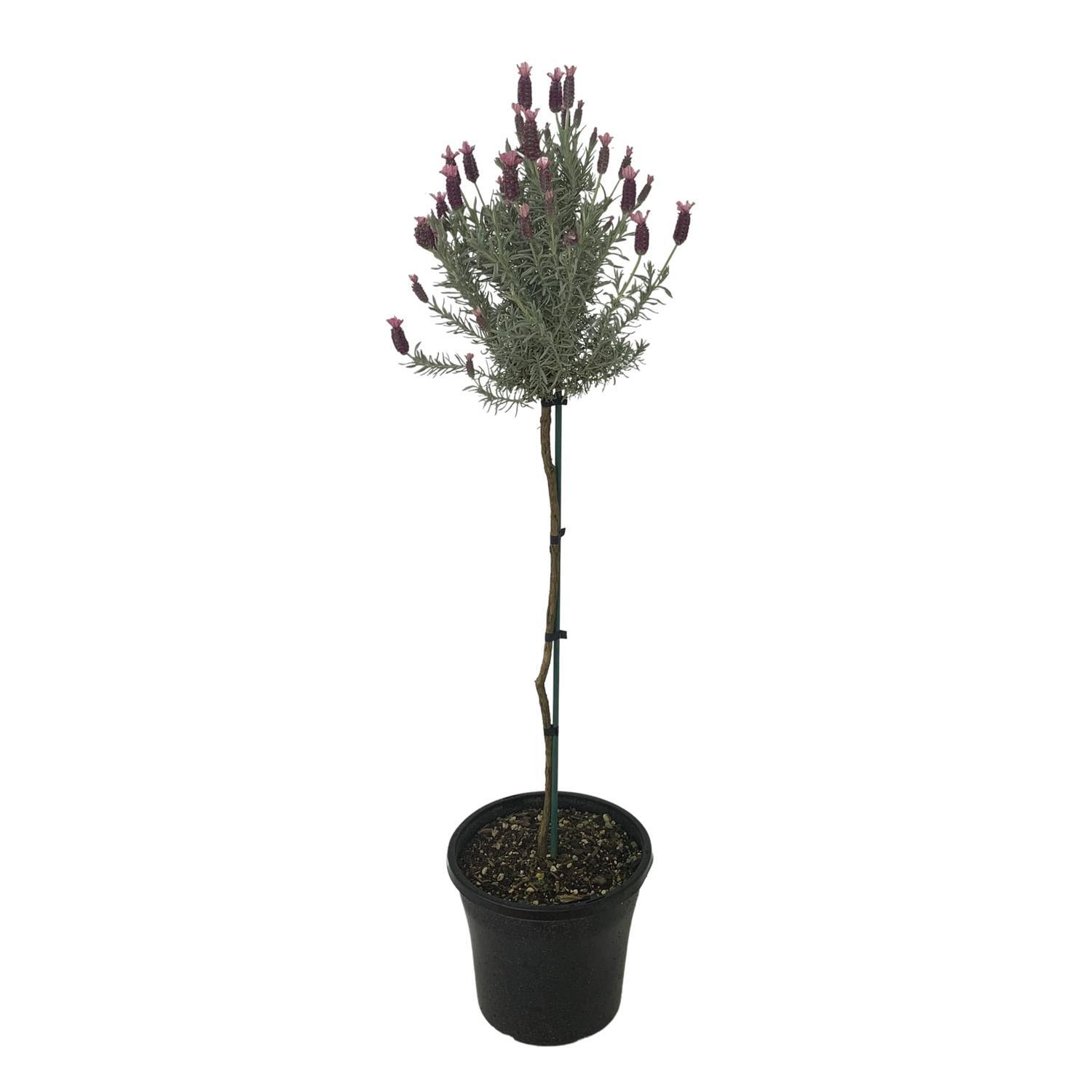 Lavandula 'Ghostly Princess' standard