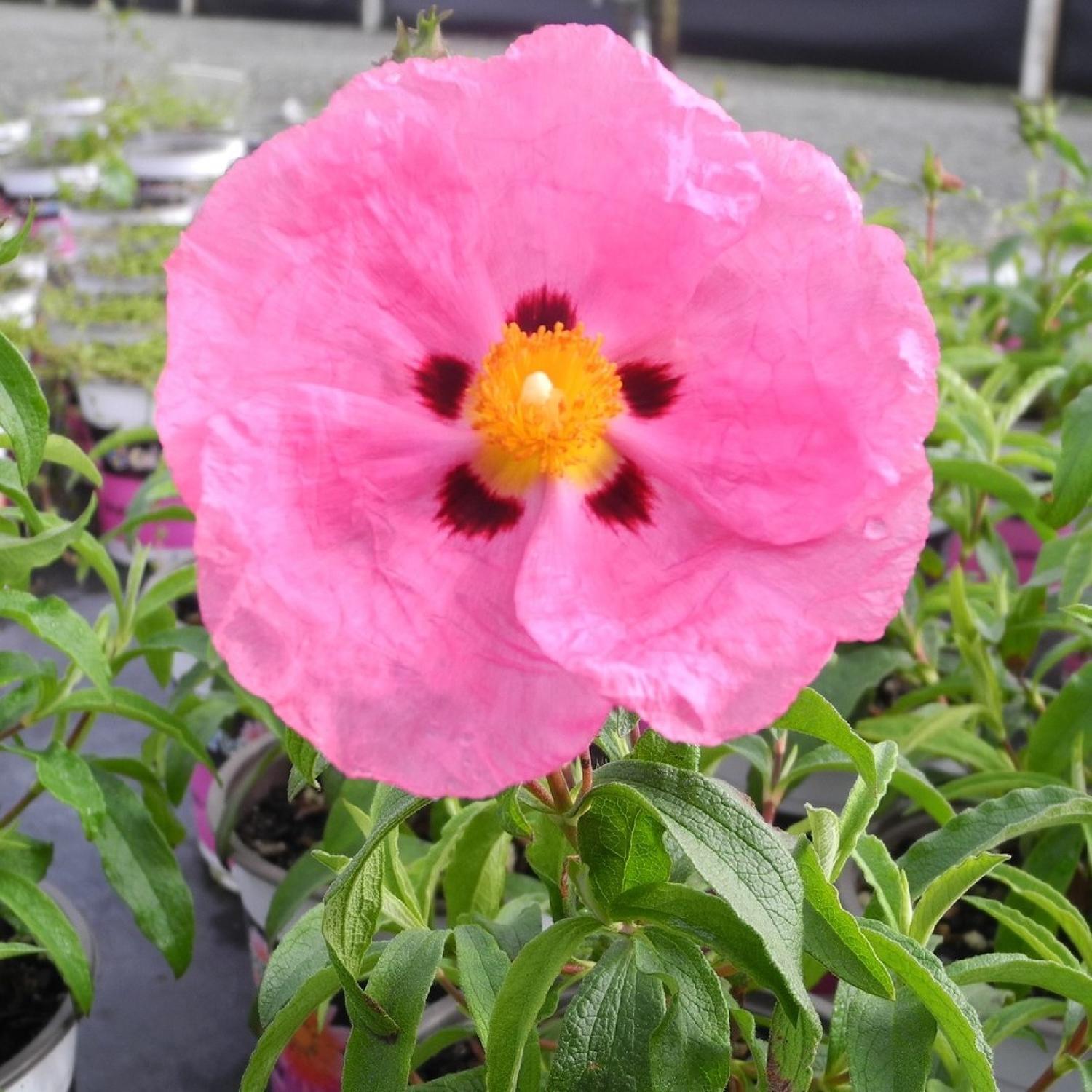Cistus Brilliancy 1.5 Litre Rose Pink