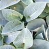 Hosta Big Daddy