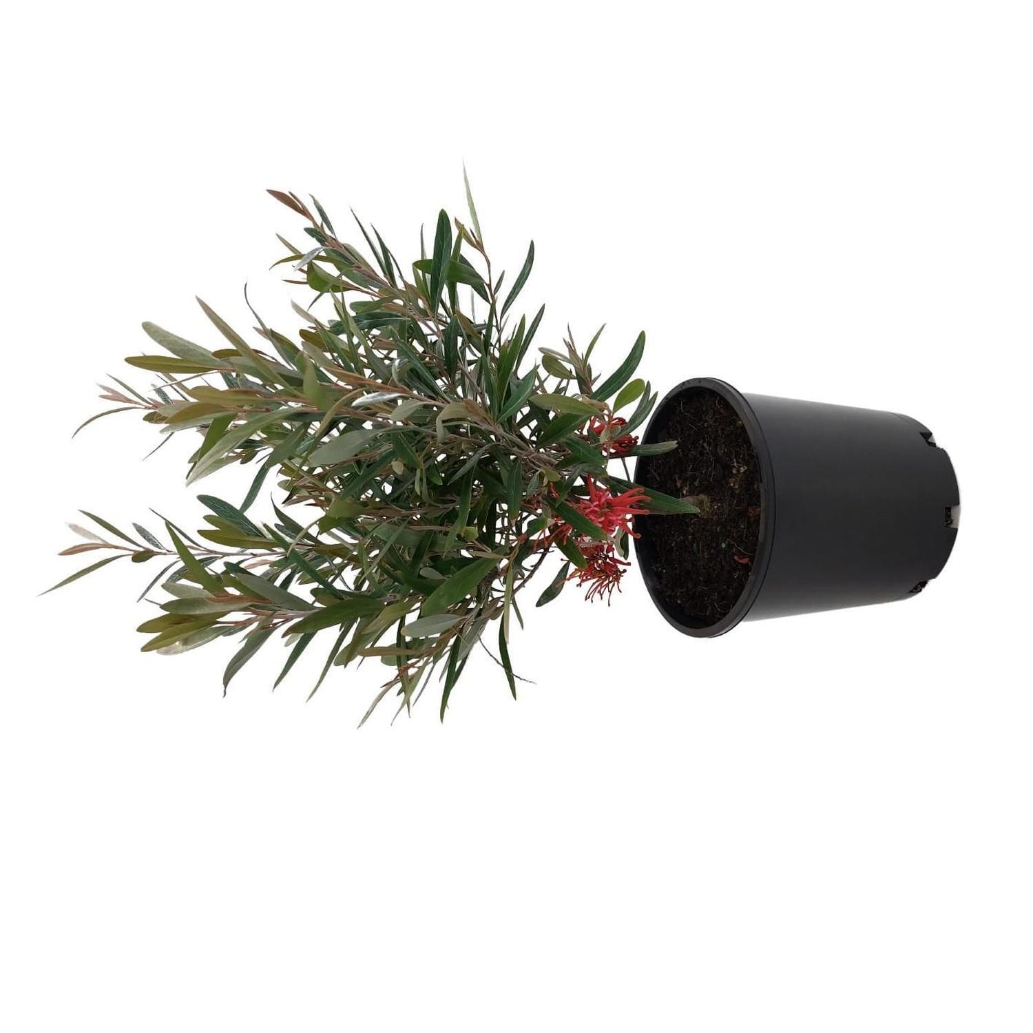 Grevillea Victoriae