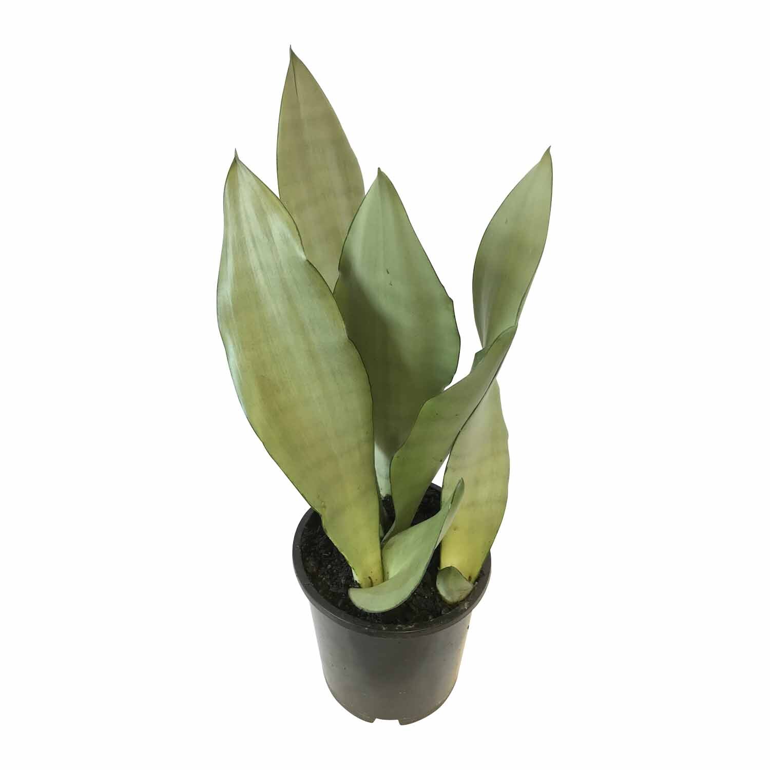 Sansevieria 'Snake Plant' Moonshine 1.3 Litre
