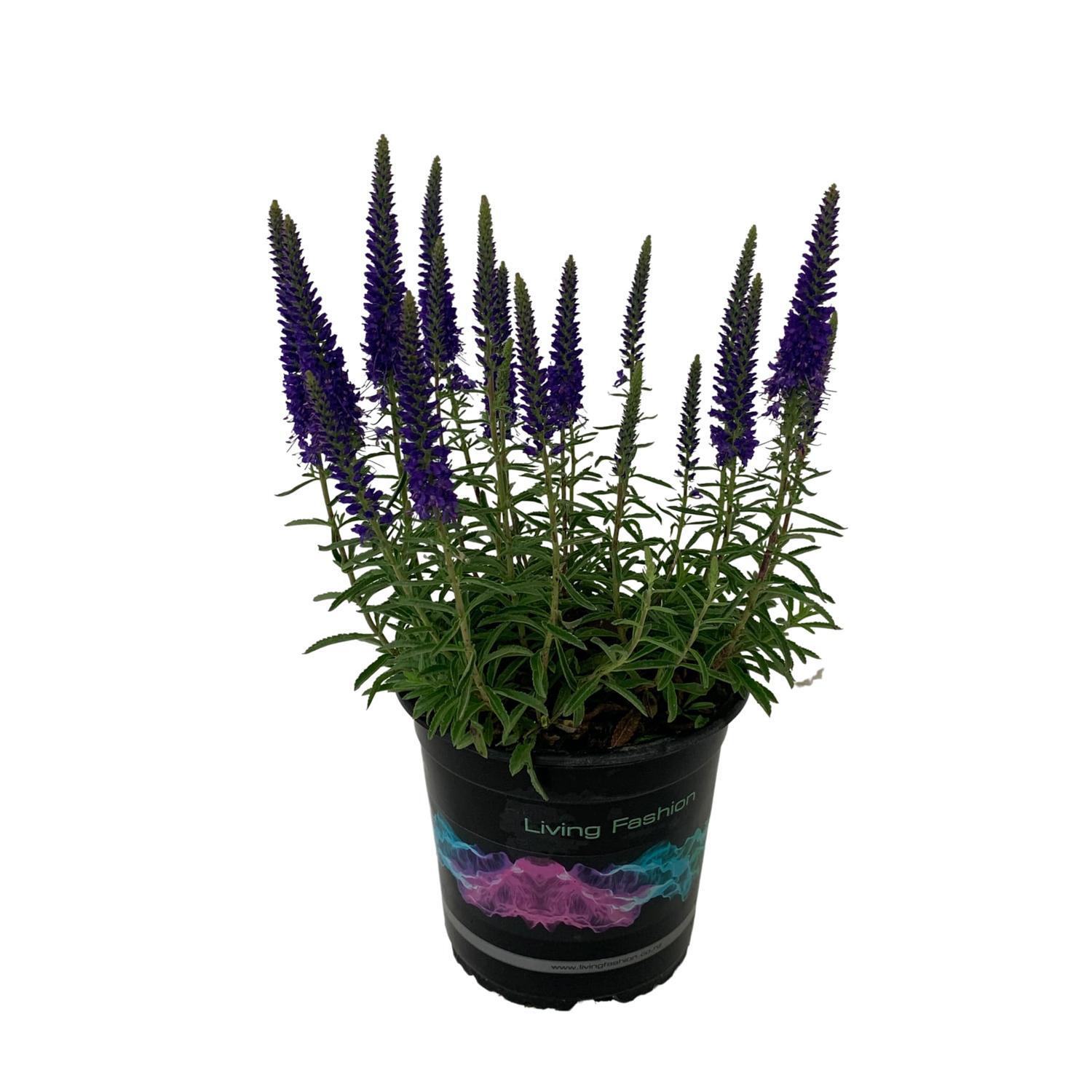 Veronica Venture Blue