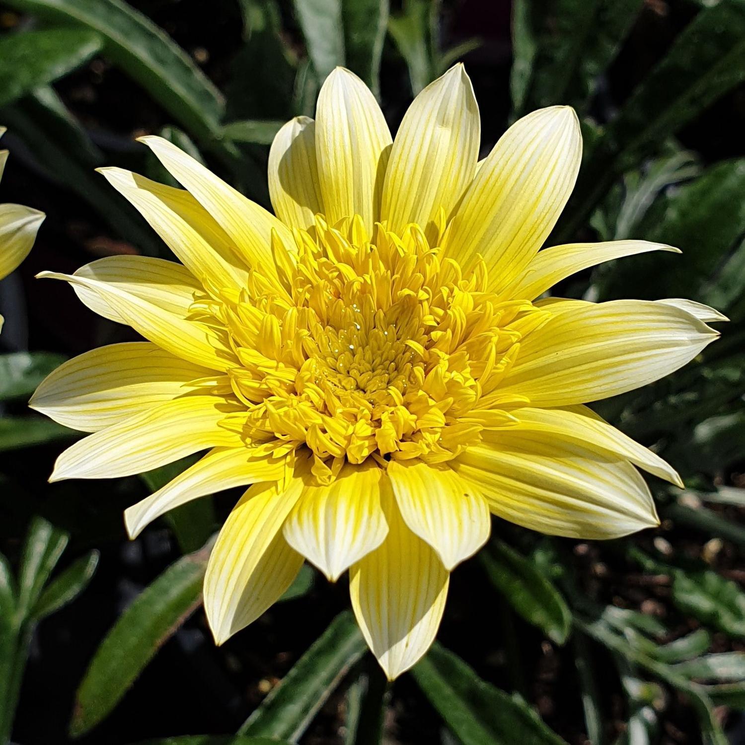 Gazania Lemon Twist