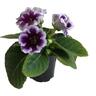 Gloxinia