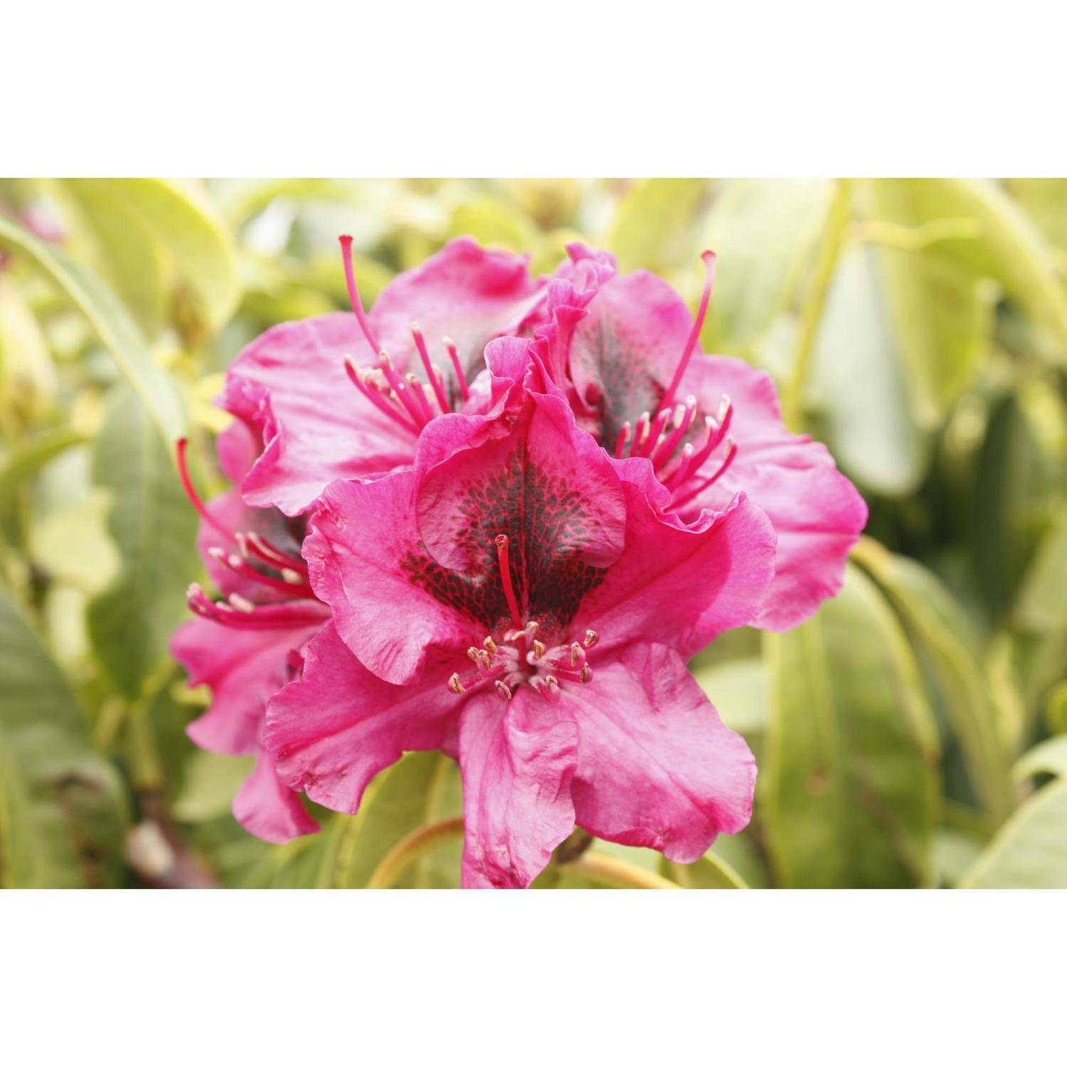 Rhododendron Olin O'Dobbs