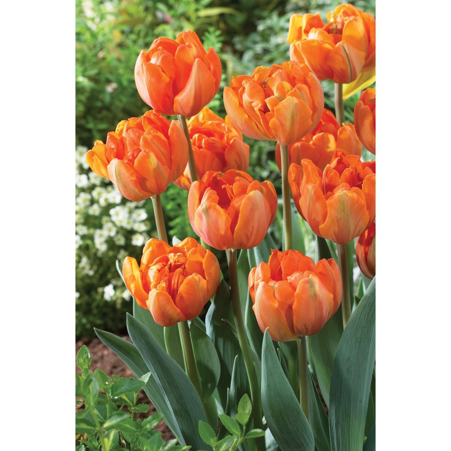 Tulip Double 'Orange Princess'