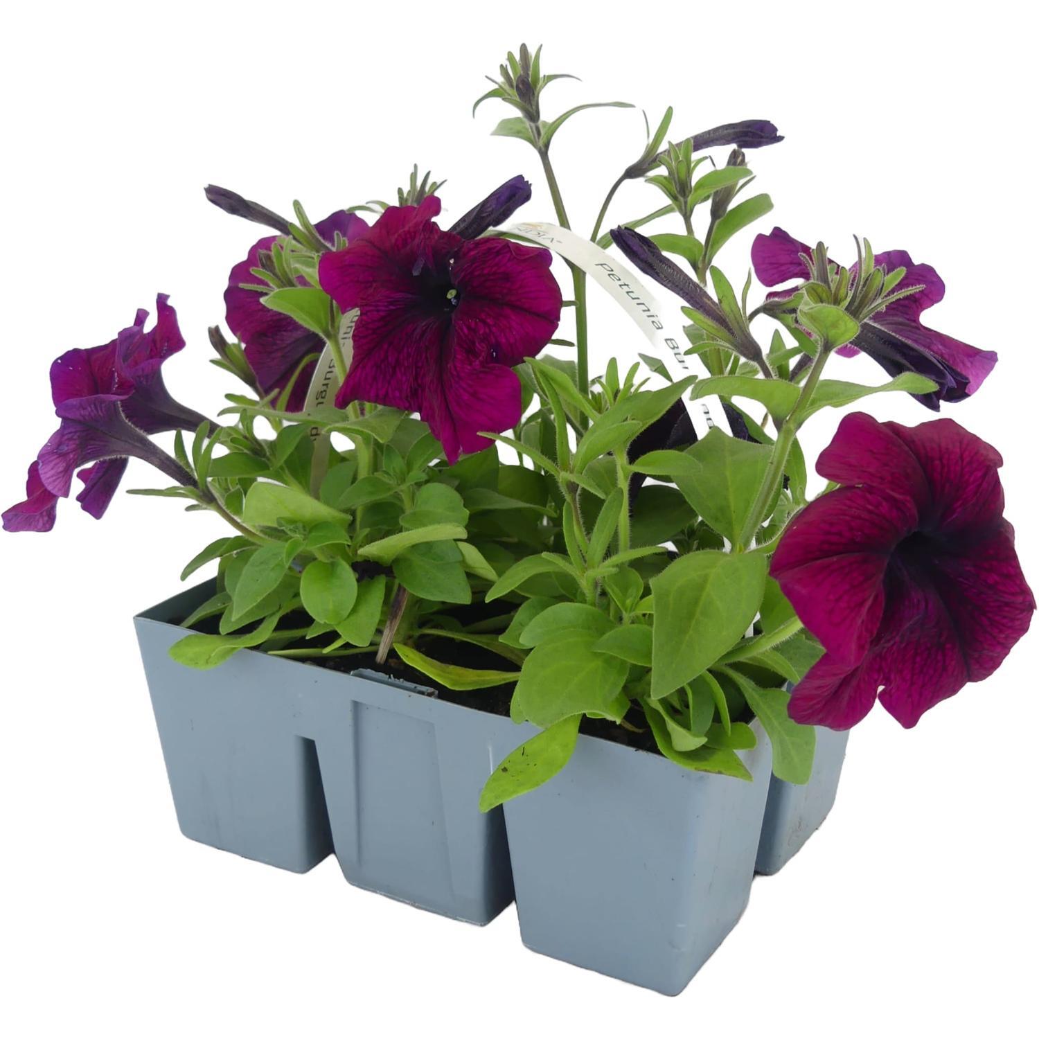 Petunia