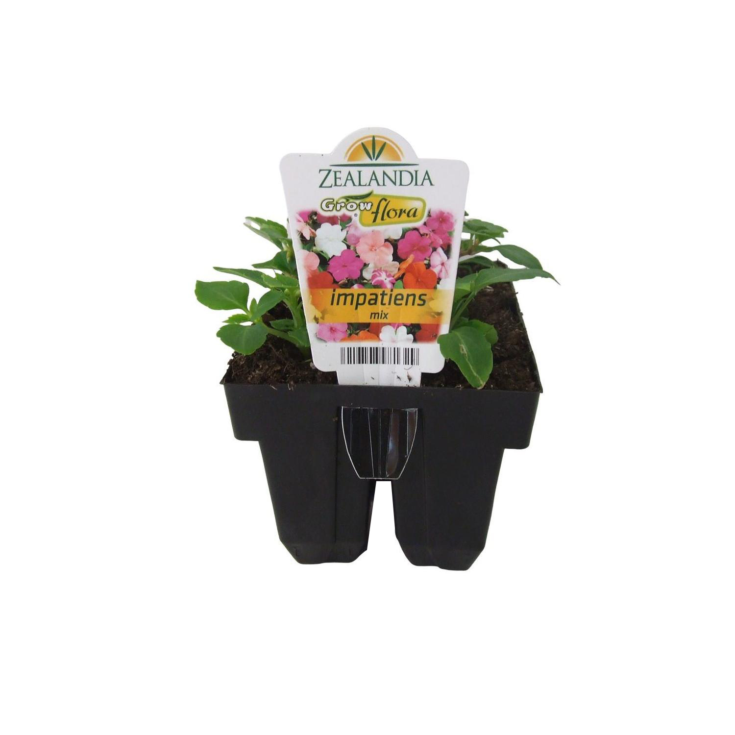 Impatiens