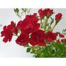 Rose Flower Carpet® Mini Cherry