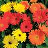Gerbera