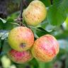 Apple Semi-Dwarf 'Peasgood's Nonsuch' 4.7 litre