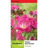 Freesia Double 'Bloemfontein'