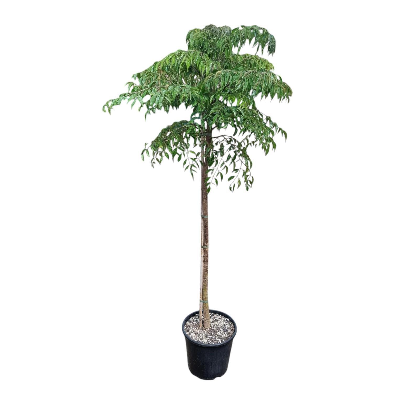 Radermachera Sinica 'China Doll'  8.5L