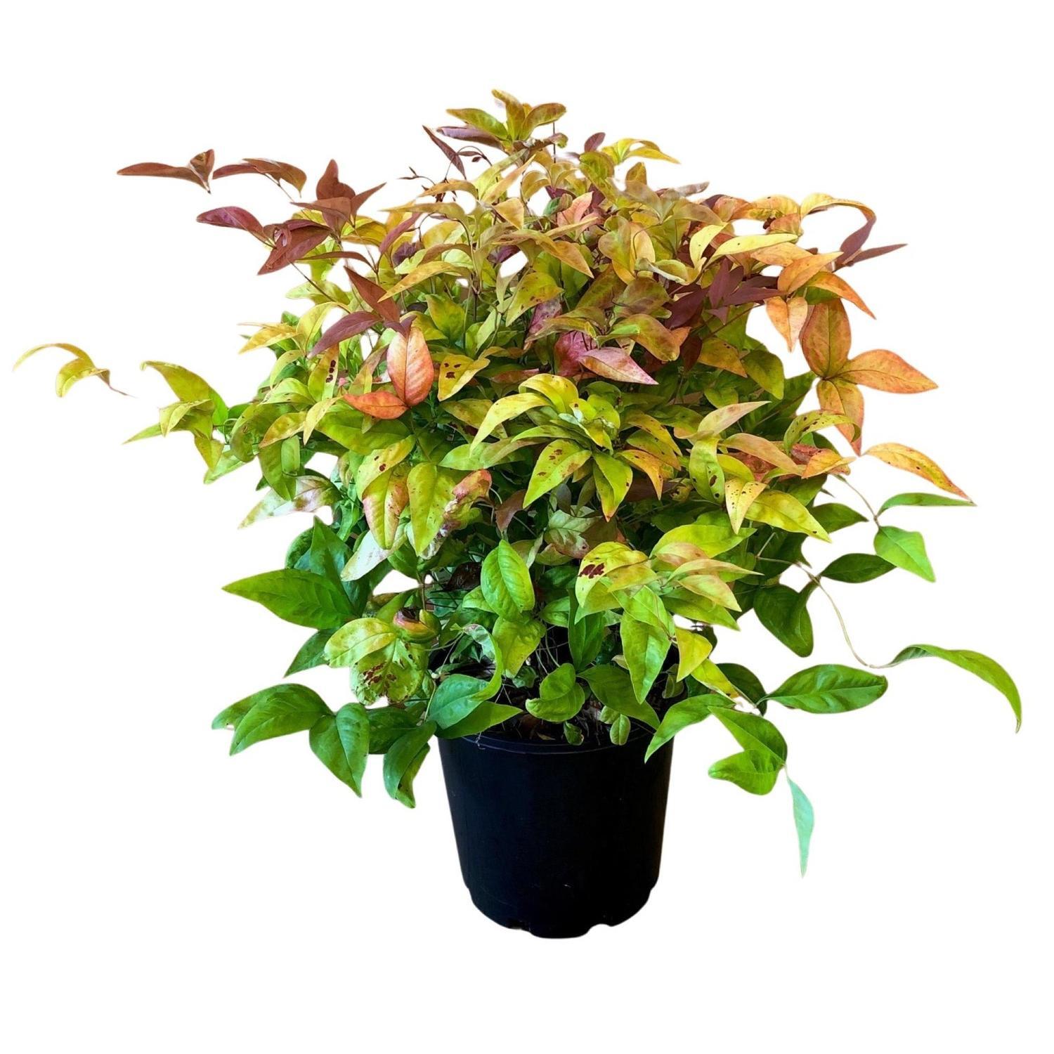 Nandina Blush 4.5 litre Green,Red