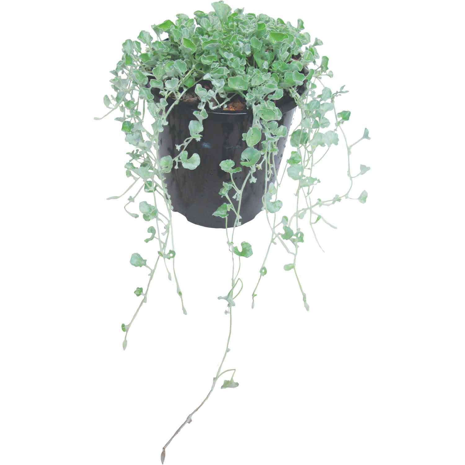Dichondra Silver Falls