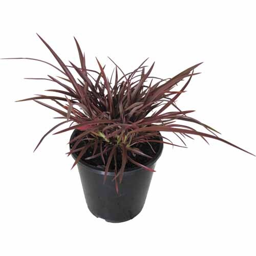 Phormium sweet mist