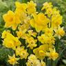 Daffodil Sunshine Mix 20 Pack
