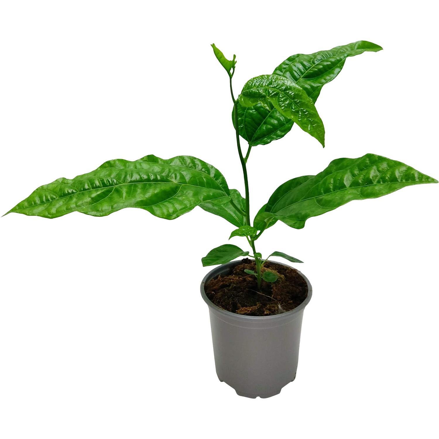 Robinson's Black Passion Fruit