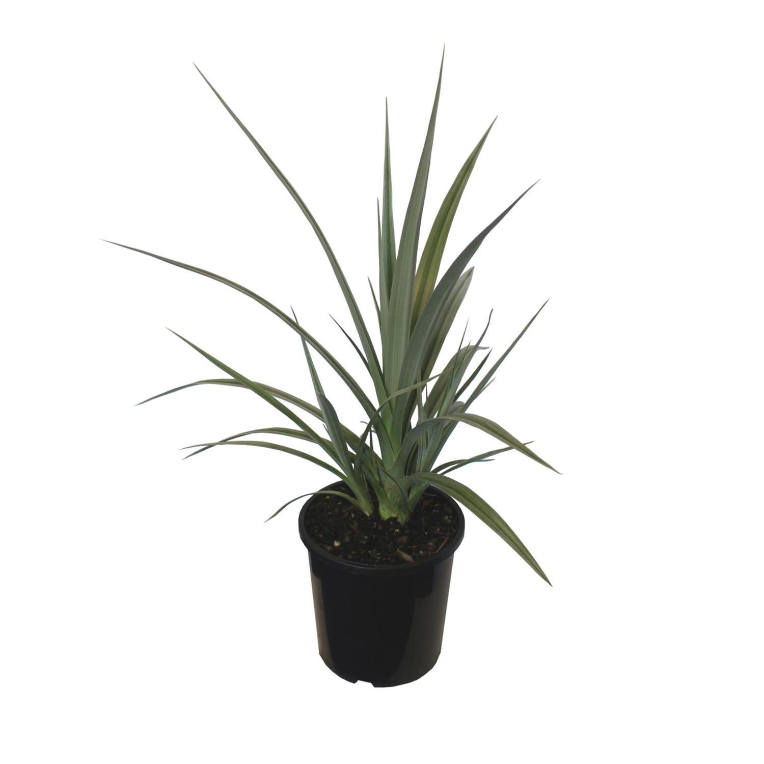 Astelia Chathamica