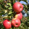 Apple Semi-Dwarf 'Topaz' 4.7 litre