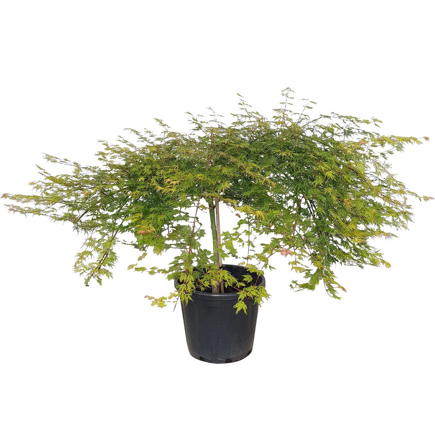 Acer Emerald Lace 10L