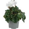 Cyclamen Crispino
