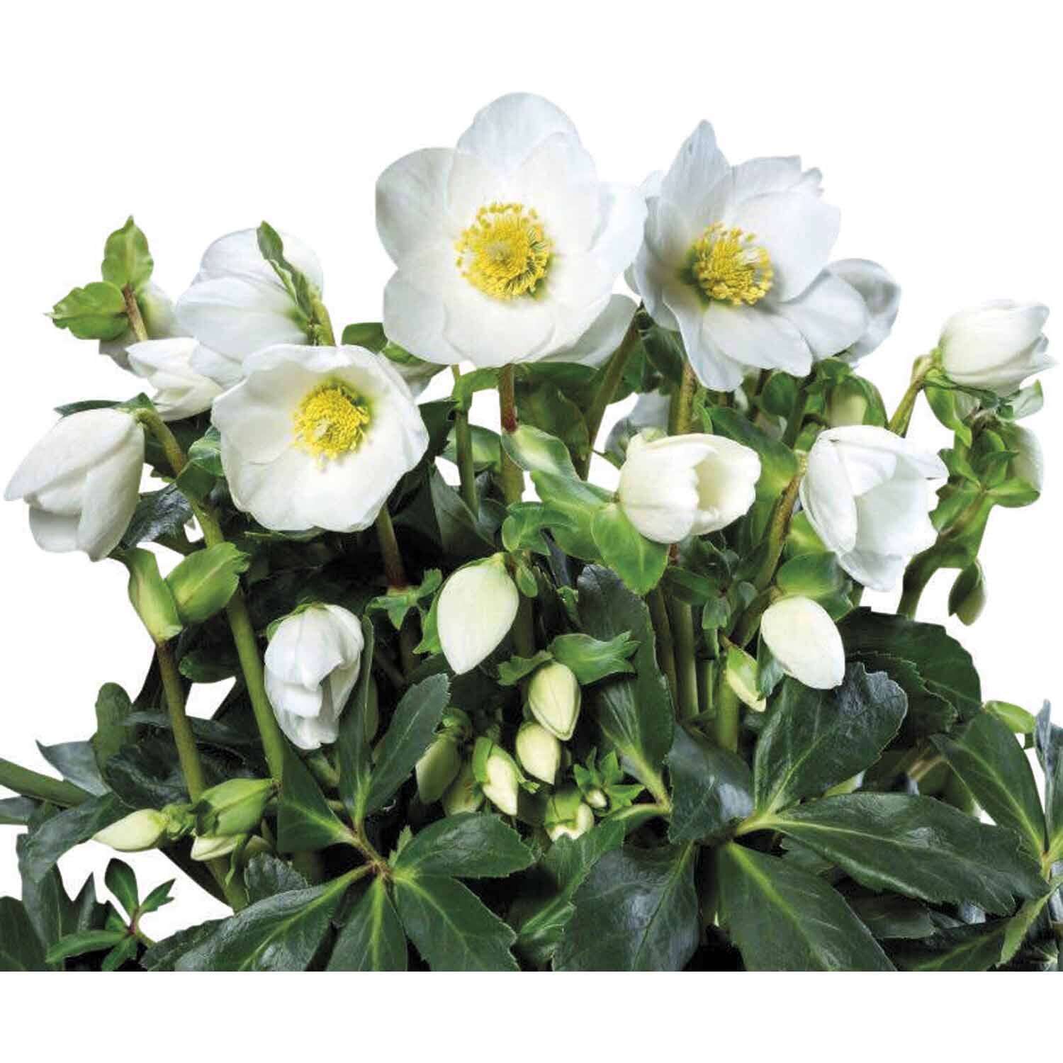 Hellebore HGC® Jasper 2.4L