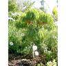 Nectarine Dwarf Garden Delight