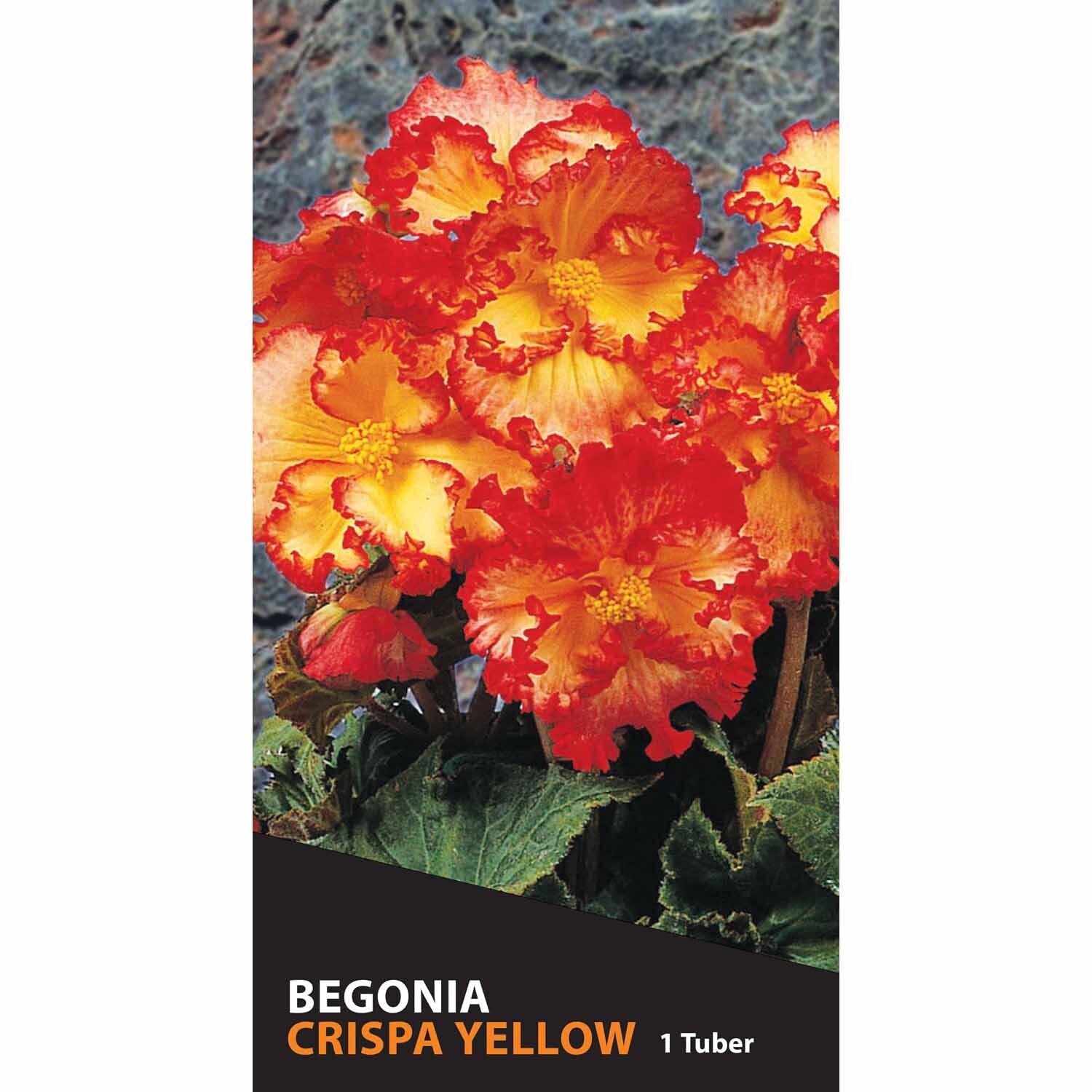 Begonia Crispa