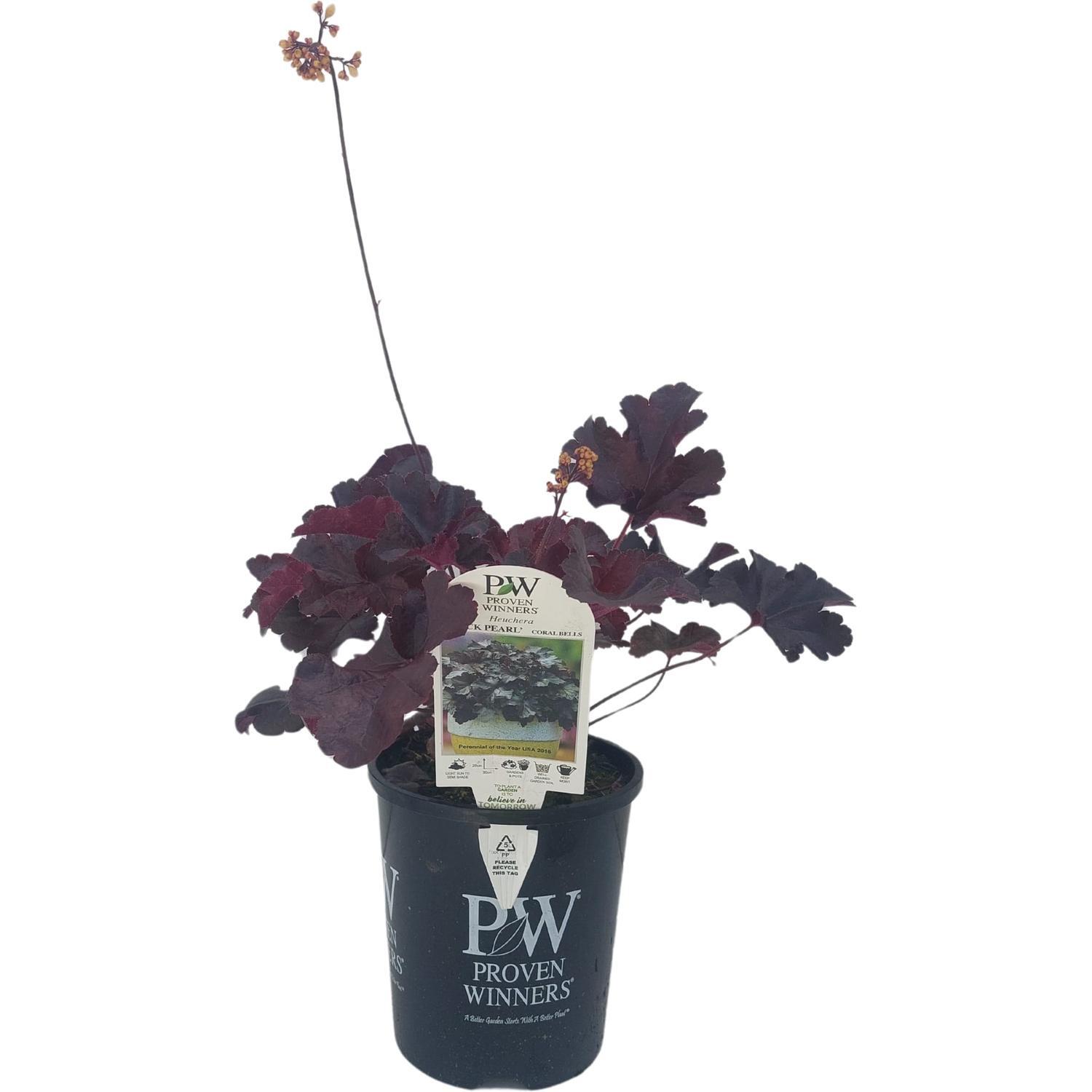 Heuchera 'Black Pearl'