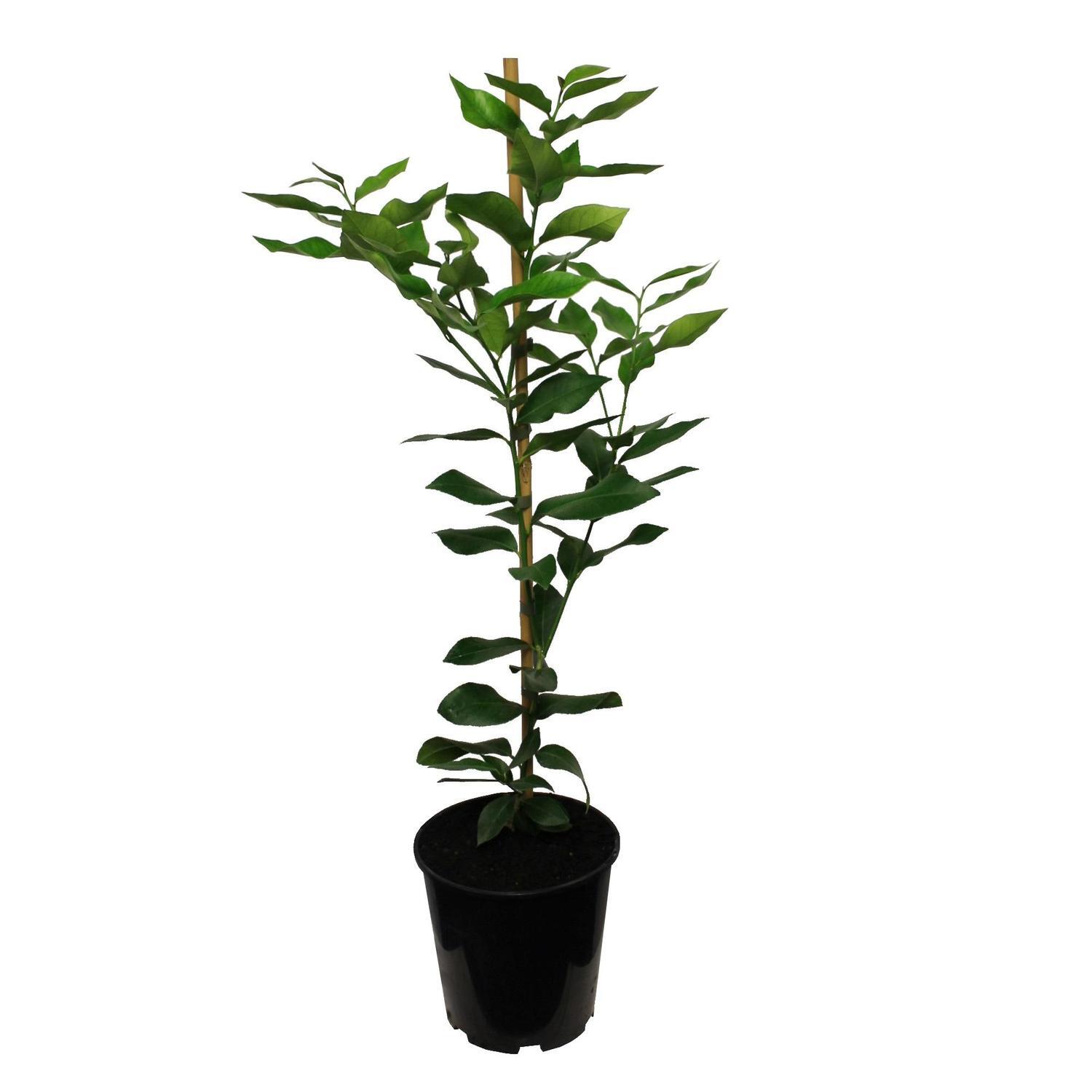 Lemon Yen Ben Dwarf