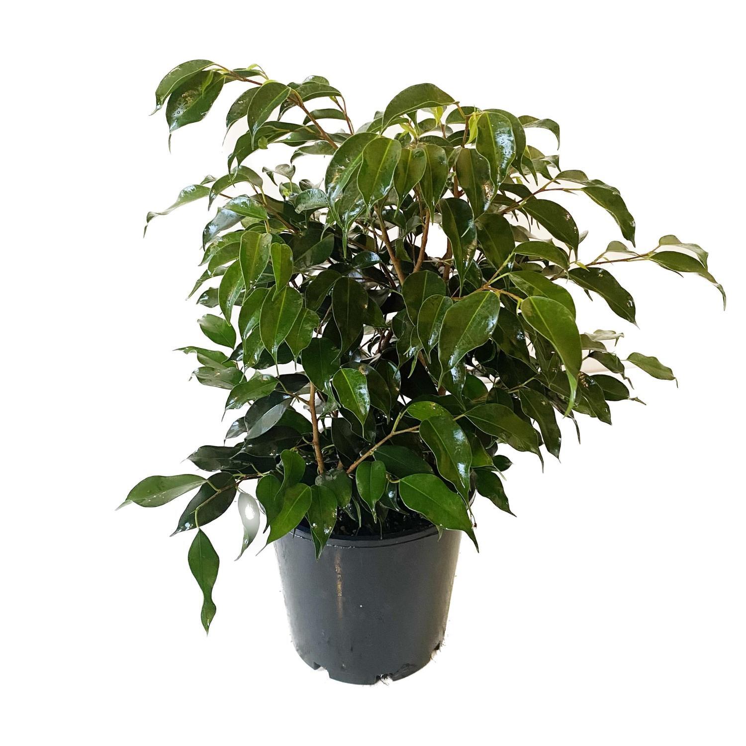 Ficus Evergreen 20cm