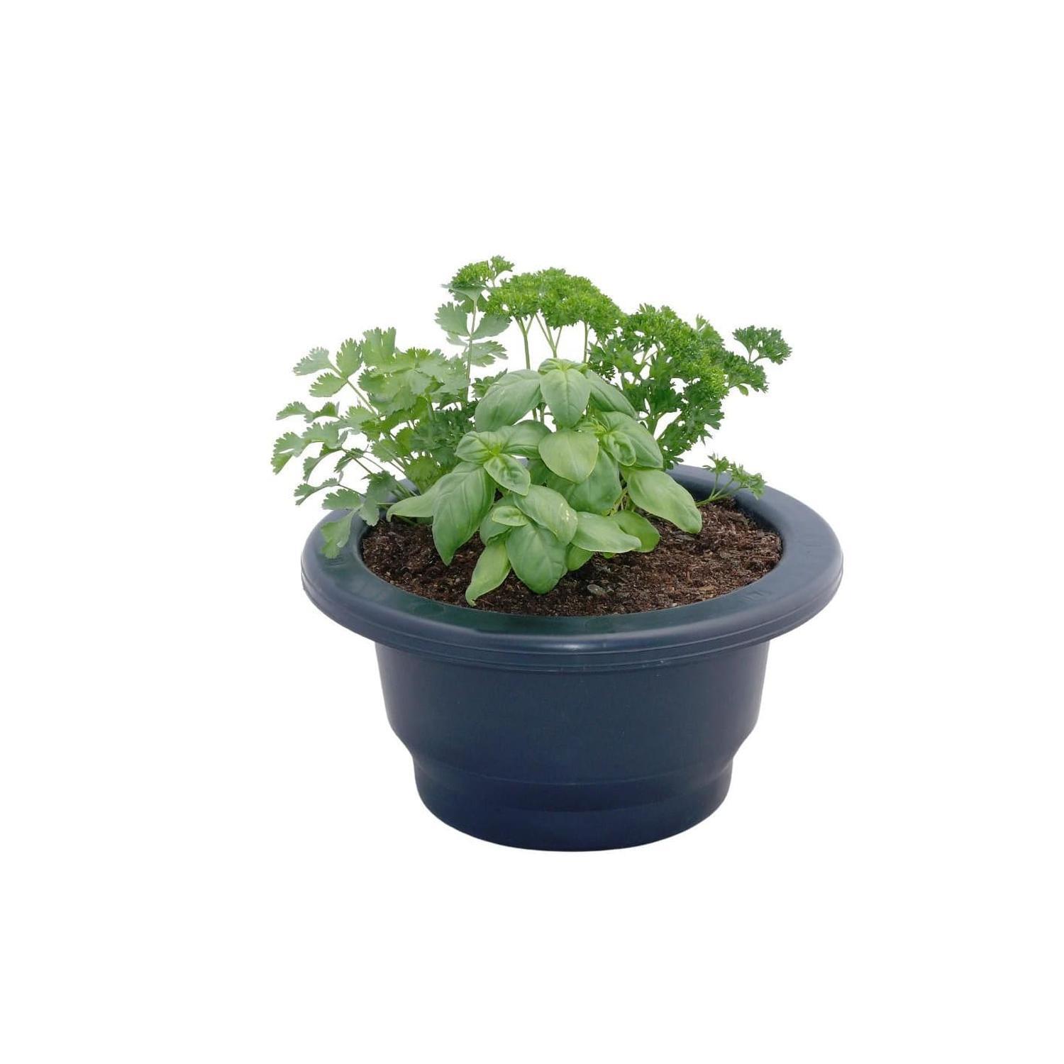 Patio Planter Herb