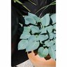 Hosta Silver Knight