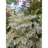 Pieris Assorted 1.5L