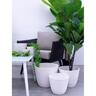 Indoor Egg Pot