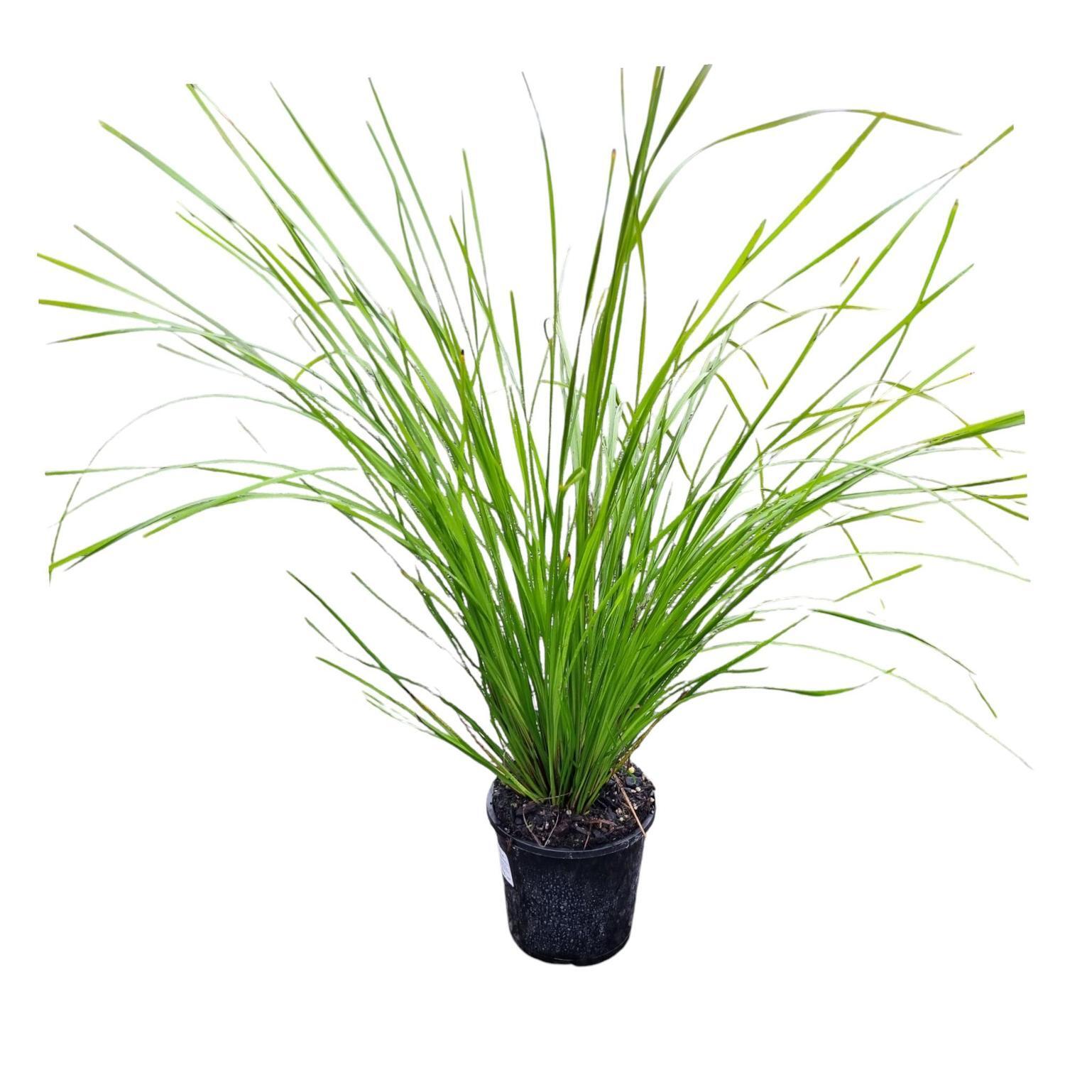 Lomandra 'Grass' Tanika  1.3L