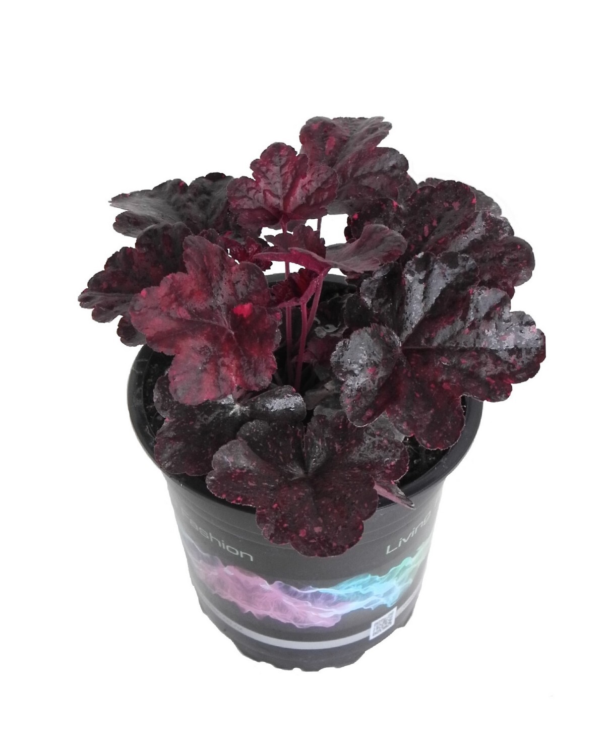 Heuchera Midnight Rose