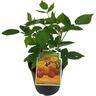 Raspberry Ivory 3 Litre Yellow