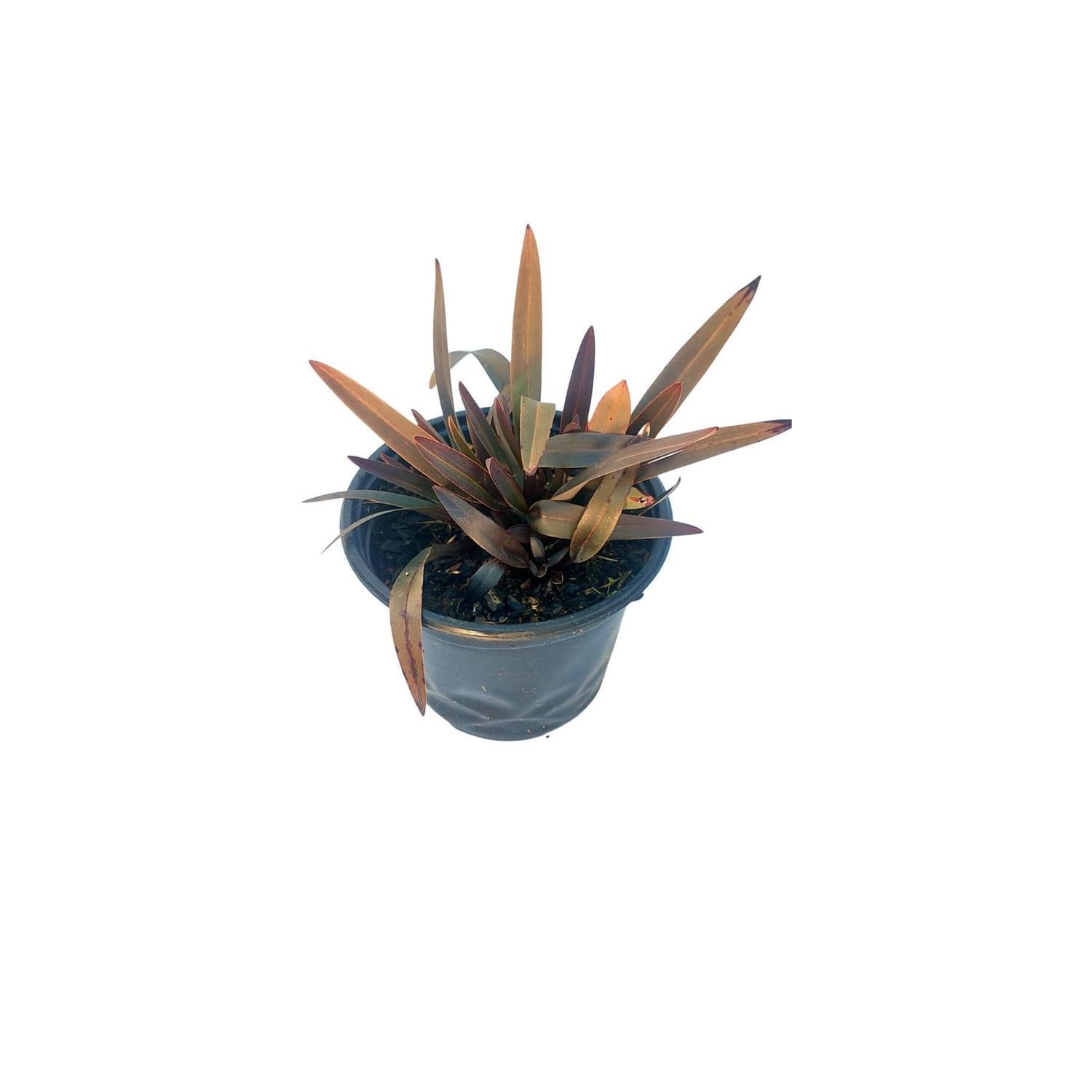 Dianella 'blaze'