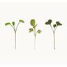 Seed mats Mix Pack 2 - 12 pack